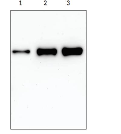 Lane 1: COX-2 Standard (10 ng); Lane 2: COX-2 Standard (50 ng); Lane 3: COX-2 Standard (100 ng). Probed with COX-2 Polyclonal Antibody.